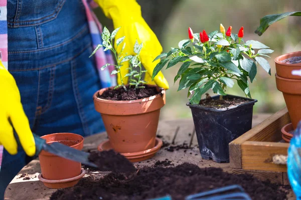 Meisje Transplantaties Bloemen Tuin Bloempotten Planten Voor Transplantin — Stockfoto