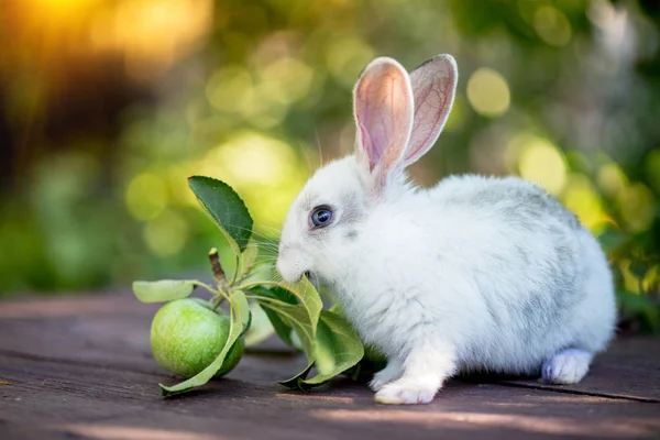 Маленький Кролик Apple Саду — стокове фото