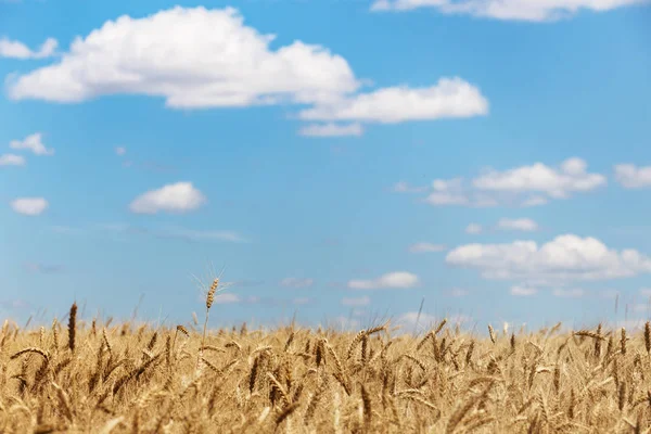 Красивый Летний Пейзаж Вид Пшеничное Поле — стоковое фото