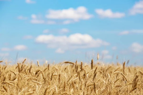 Vacker Sommarlandskap Vyn Den Vete Fiel — Stockfoto