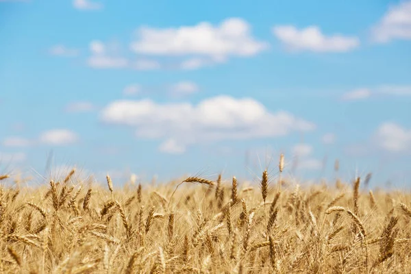 Beautiful Summer Landscape View Wheat Fiel Stock Image