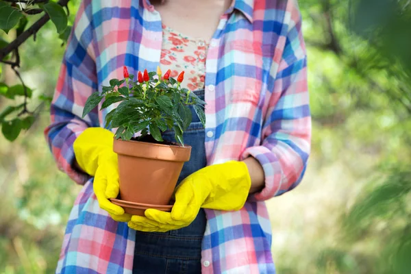 Fille Transplante Des Fleurs Dans Jardin Pots Fleurs Plantes Pour — Photo