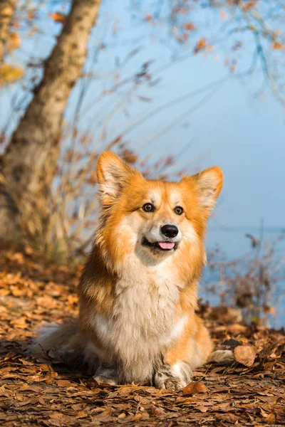 Krásné Corgi Nadýchané Portrét Přírodě Podzim — Stock fotografie