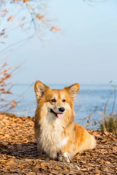 Belo Corgi Retrato Fofo Exterior Autum — Fotografia de Stock