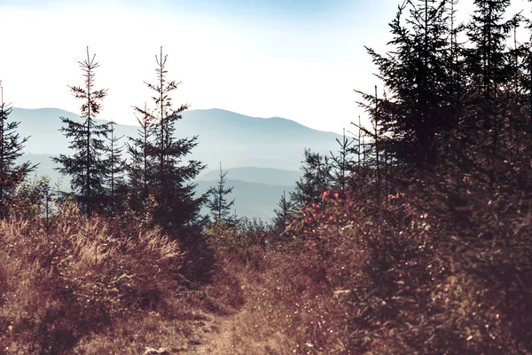 Krásné Siluety Horské Krajiny Pozadí Borových Lesů Ranní — Stock fotografie