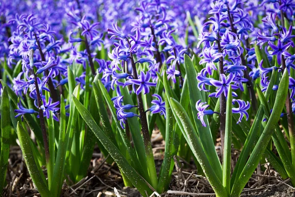 紫のヒヤシンスの行の中に有名なオランダの花畑 — ストック写真