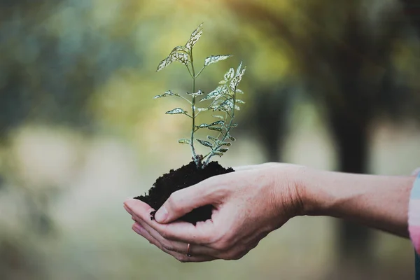 Conceito Vida Menina Segurando Uma Planta Jovem Mão — Fotografia de Stock