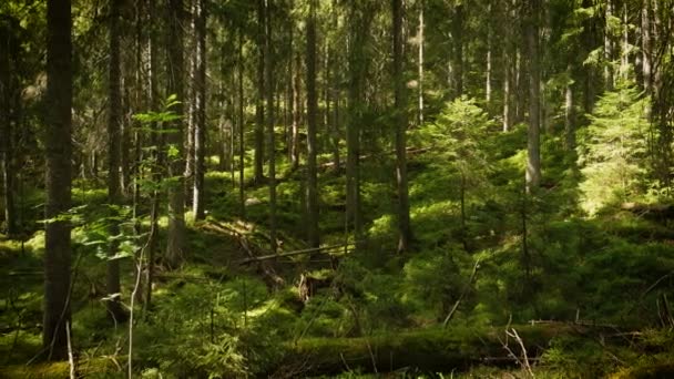 Malebné Temného Lesa Staré Krásné Stromy — Stock video