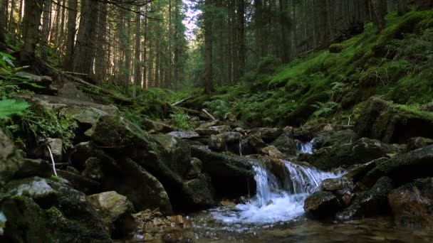 美丽的山溪流过绿树成荫的森林里长满苔藓的巨石 — 图库视频影像