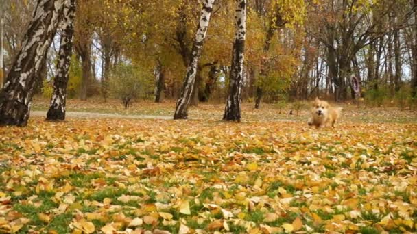 科尔吉蓬松的秋季步行与橡胶拉取玩具戒指 — 图库视频影像
