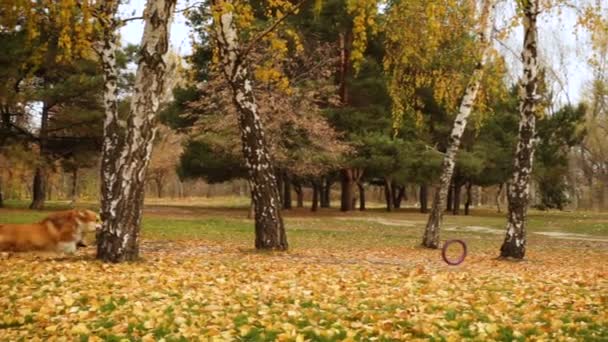 Corgi Flauschiger Herbstspaziergang Mit Dem Gummizug Holen Spielzeugring — Stockvideo