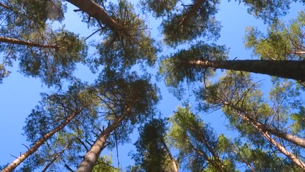 背の高い古い松の木の下の景色 — ストック動画