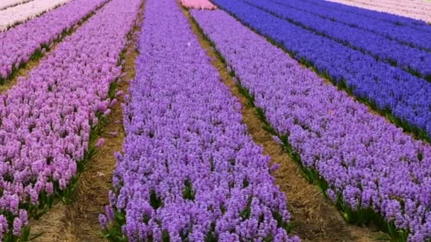 Άνοιξη Λουλούδι Τομέα Στην Ολλανδία — Αρχείο Βίντεο