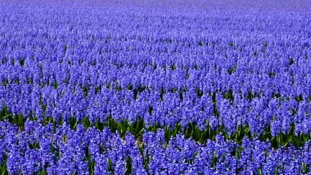 Campo Fiorito Primaverile Nei Paesi Bassi — Video Stock