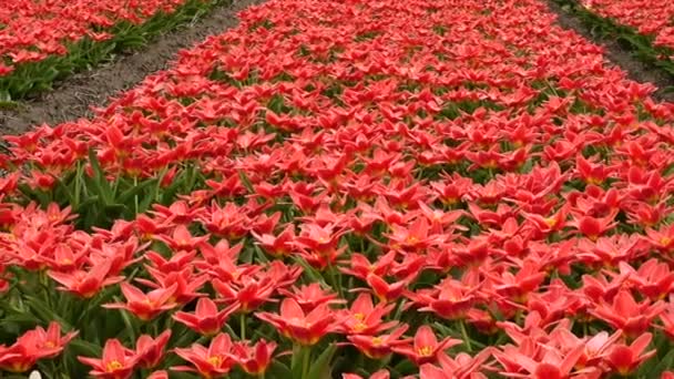 Campo Flores Primavera Nos Países Baixos — Vídeo de Stock