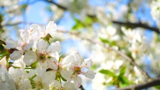 Blühender Apfelbaum Aus Nächster Nähe Frühling — Stockvideo