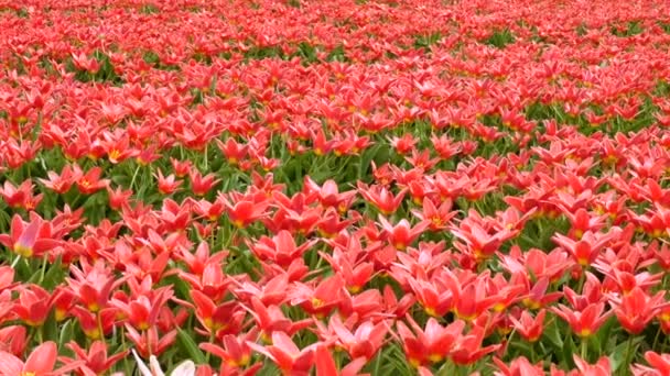 Весеннее Цветочное Поле Нидерландах — стоковое видео