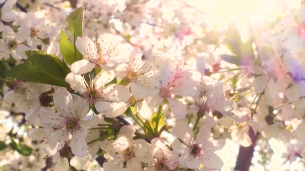 Blühender Apfelbaum Aus Nächster Nähe Frühling — Stockvideo