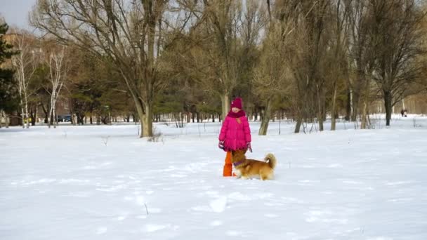 Grappig Corgi Pluizig Puppy Wandelen Met Kleine Meisje Buiten Winter — Stockvideo