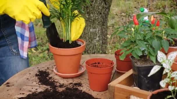 Mãos Mulher Plantando Flores Vasos Jardim — Vídeo de Stock