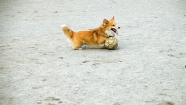 コーギー犬がボールで遊んで — ストック動画