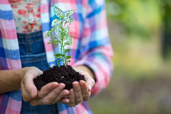 Concept Vie Fille Tenant Une Jeune Plante Dans Main — Photo