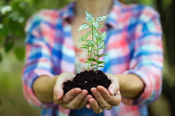 Conceito Vida Menina Segurando Uma Planta Jovem Mão — Fotografia de Stock