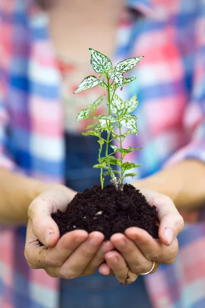 Begreppet Liv Flicka Som Håller Ung Planta Handen — Stockfoto