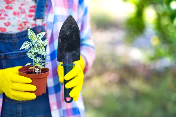 Fille Transplante Des Fleurs Dans Jardin Pots Fleurs Plantes Pour — Photo