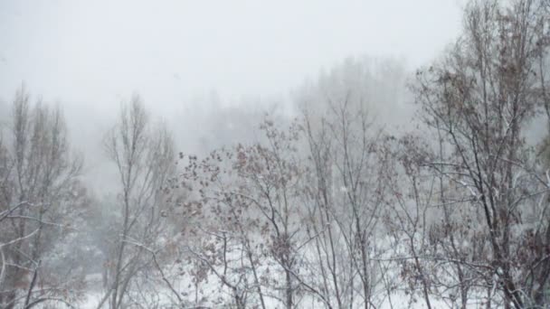 Nieve Cayendo Cámara Lenta Árboles Troncos Parque — Vídeo de stock