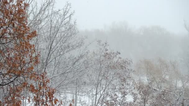 Sneeuw Vallende Slowmotion Stammen Van Bomen Het Park — Stockvideo