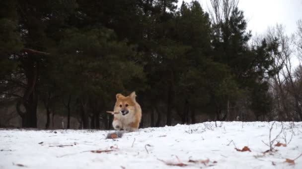 Αστείο Corgi Χνουδωτό Κουτάβι Περπάτημα Εξωτερικούς Χώρους Κατά Διάρκεια Της — Αρχείο Βίντεο