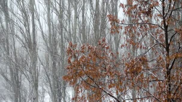Nieve Cayendo Cámara Lenta Árboles Troncos Parque — Vídeo de stock