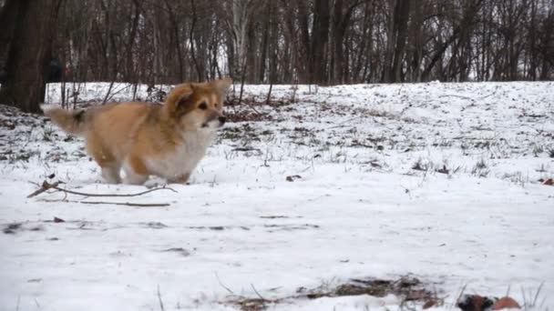 Divertido Corgi Peludo Cachorro Caminando Aire Libre Día Invierno — Vídeos de Stock