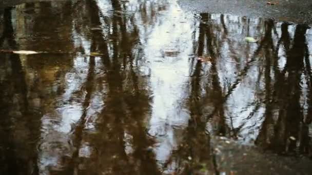 Regnet Droppar Pöl Med Träd Reflektioner — Stockvideo