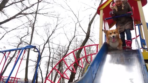 Mädchen Mit Hund Spielen Auf Einer Rutsche Auf Einem Spielplatz — Stockvideo