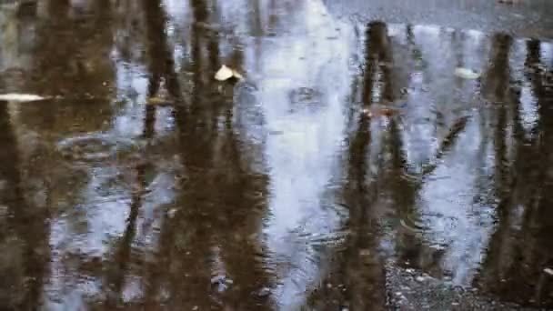 Chuva Cai Poça Com Árvores Reflexões — Vídeo de Stock