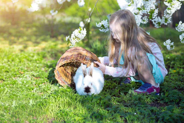 Ragazza Coniglio Sul Prato Frutteto Ciliegie Fiore Tramonto — Foto Stock