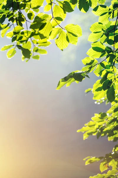 Magical Frame Leaves Tree Beautiful Backgroun — Stock Photo, Image