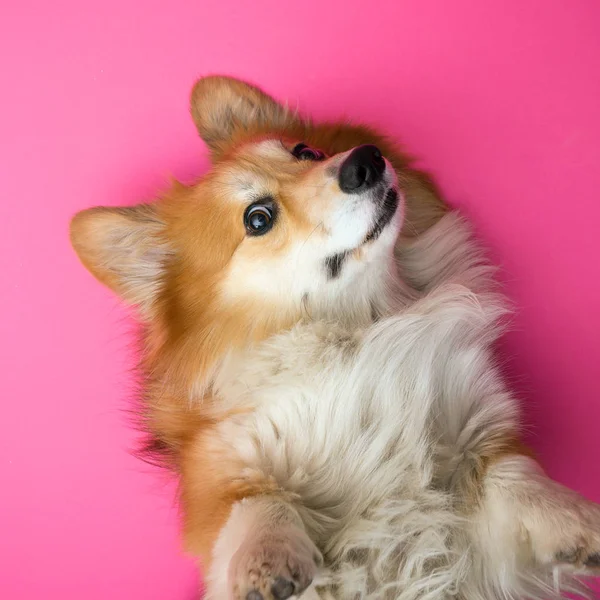 Zabawne Corgi Puszysty Pies Różowym Tle — Zdjęcie stockowe
