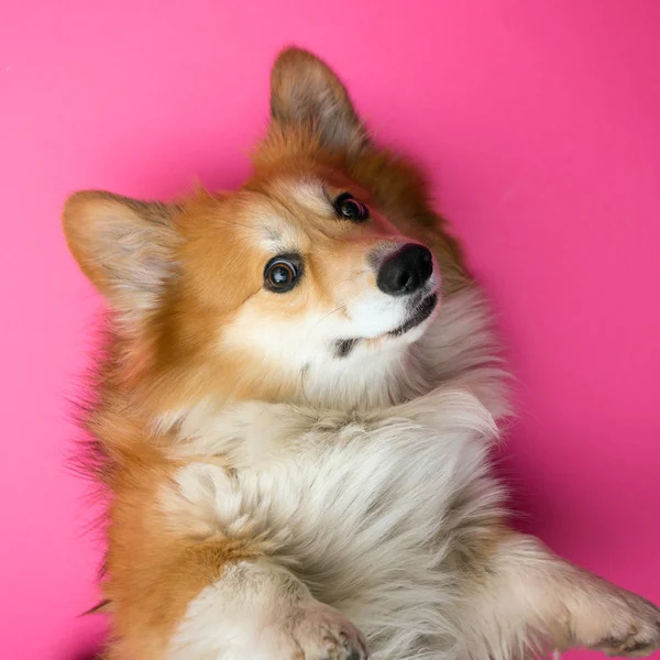 Divertente Corgi Soffice Cane Backgroun Rosa — Foto Stock