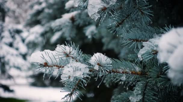 Köknar Ağaçlarına Kar Yağıyor — Stok video