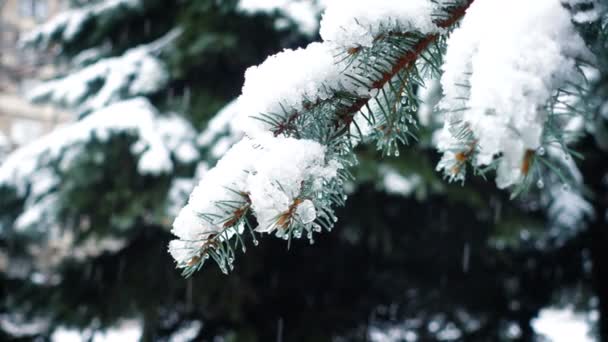 Sneeuw Valt Bij Dennenbomen Takken — Stockvideo