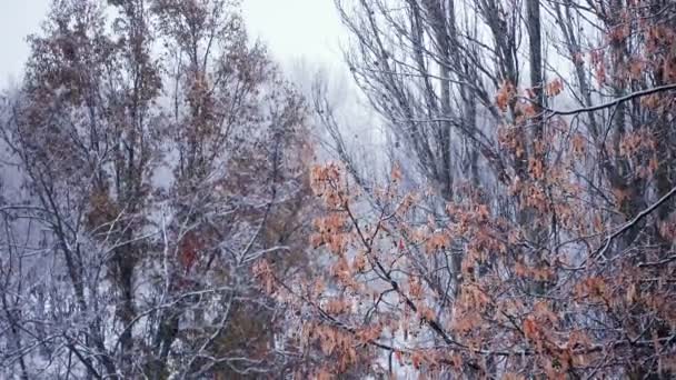 Sneeuw Vallende Slowmotion Stammen Van Bomen Het Park — Stockvideo