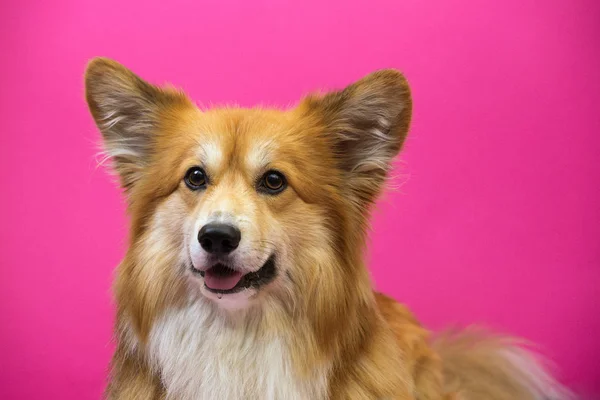 Zbliżenie Portret Corgi Puszysty Pies Różowym Tle — Zdjęcie stockowe