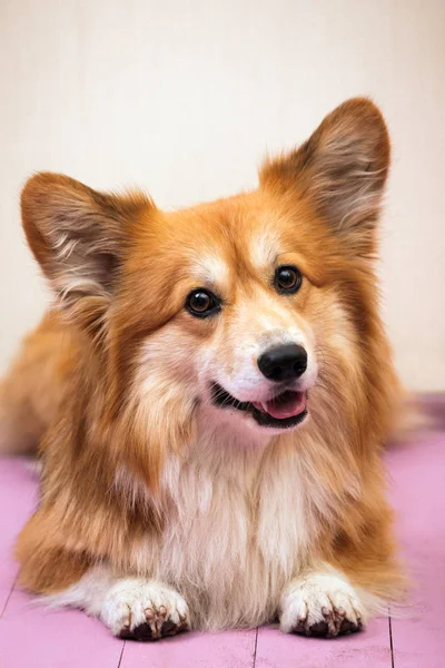 Close Retrato Corgi Cachorro Fofo Fundo Rosa — Fotografia de Stock