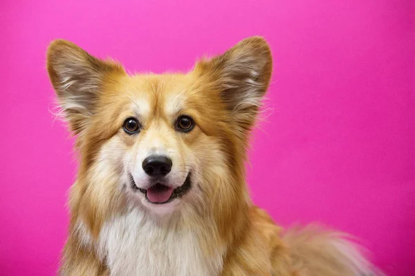Zbliżenie Portret Corgi Puszysty Pies Różowym Tle — Zdjęcie stockowe