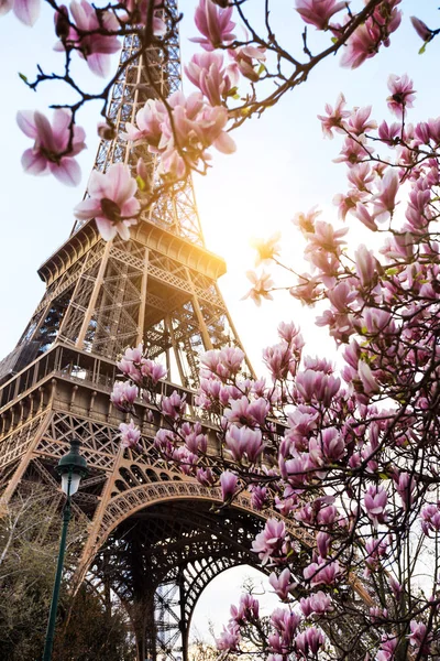 Magnolia Floreciente Contexto Del Eiffel Towe — Foto de Stock