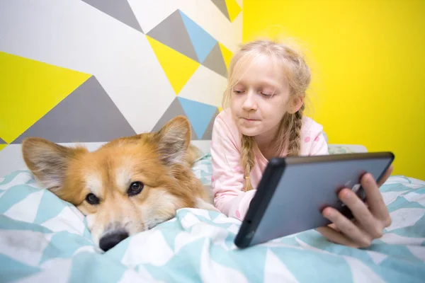 Leuk Meisje Hond Corgi Het Bed Kwekerij Afspelen Tablet Huis — Stockfoto