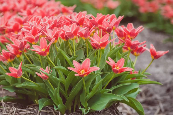 Célèbres Champs Fleurs Hollandais Pendant Floraison Rangées Tulipes Rouges Pays — Photo